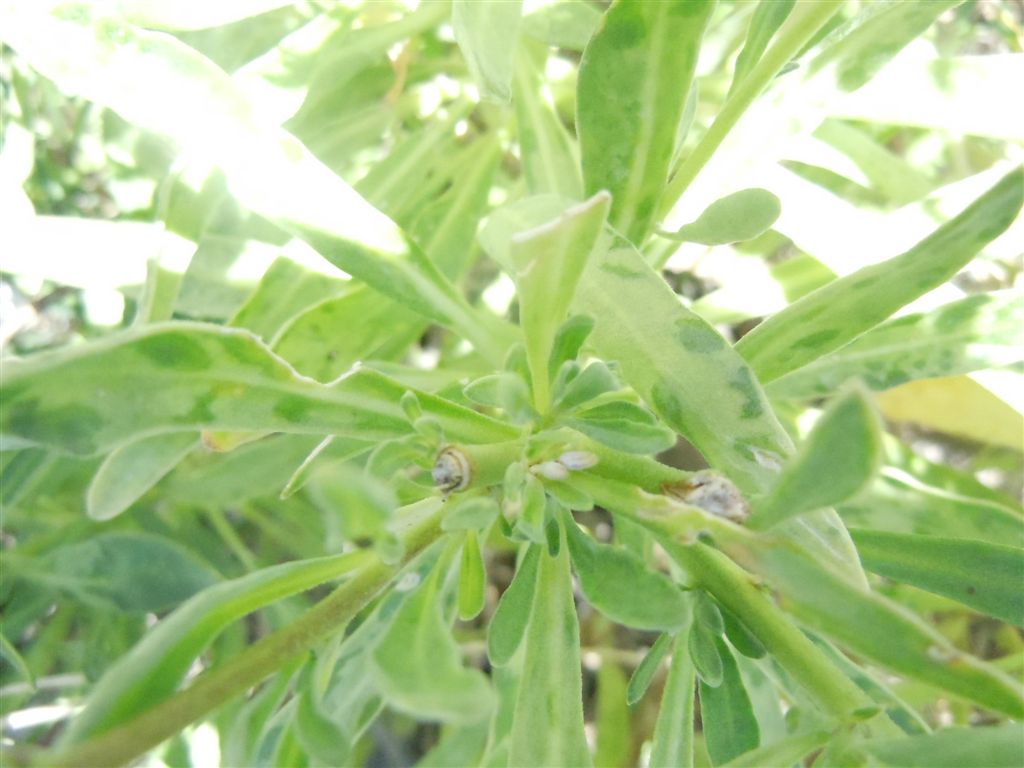 Brassicacea: Matthiola incana